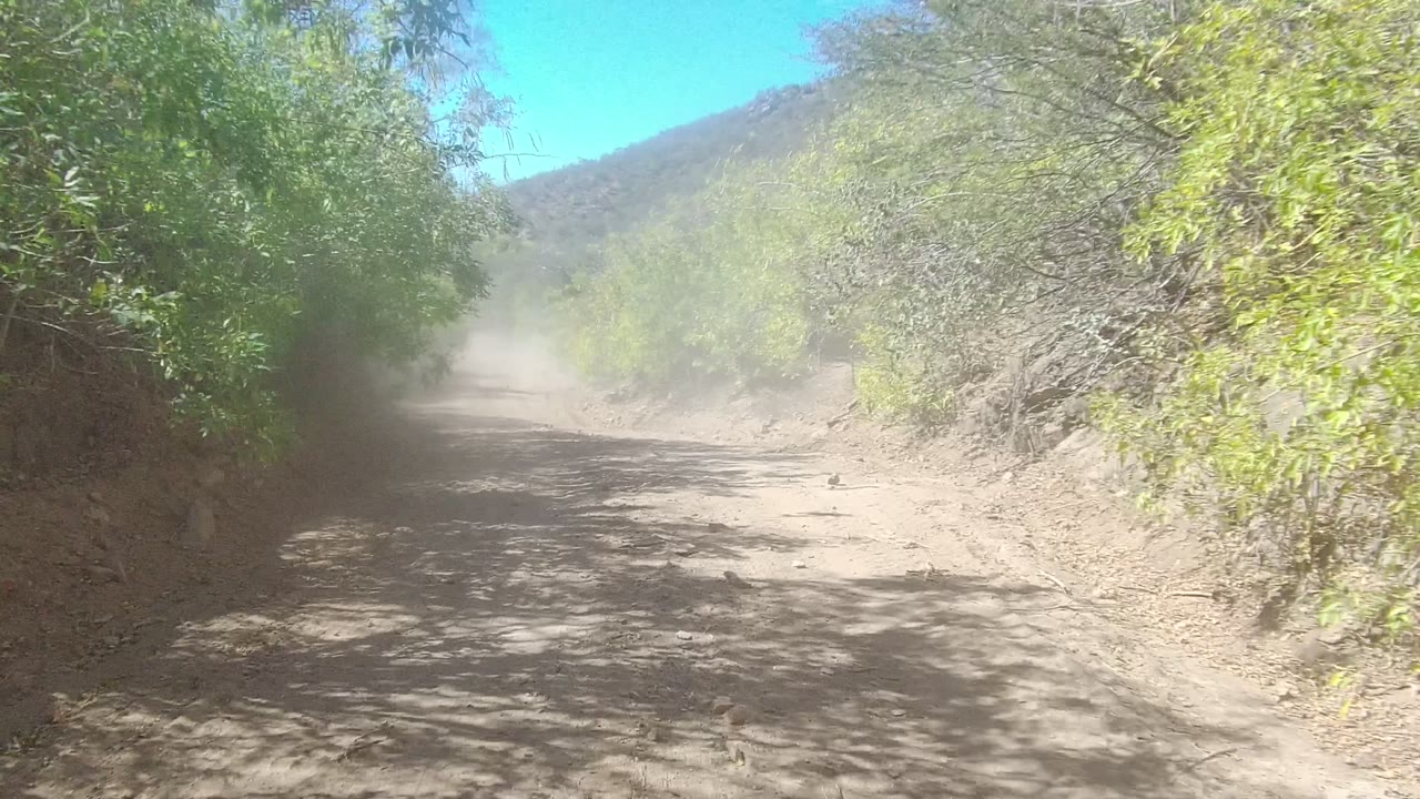 Tree-lined dirt road in Los Cabos, Baja California Sur with hard midday shadows, pale dust in the background, dry banks, and no visible people.