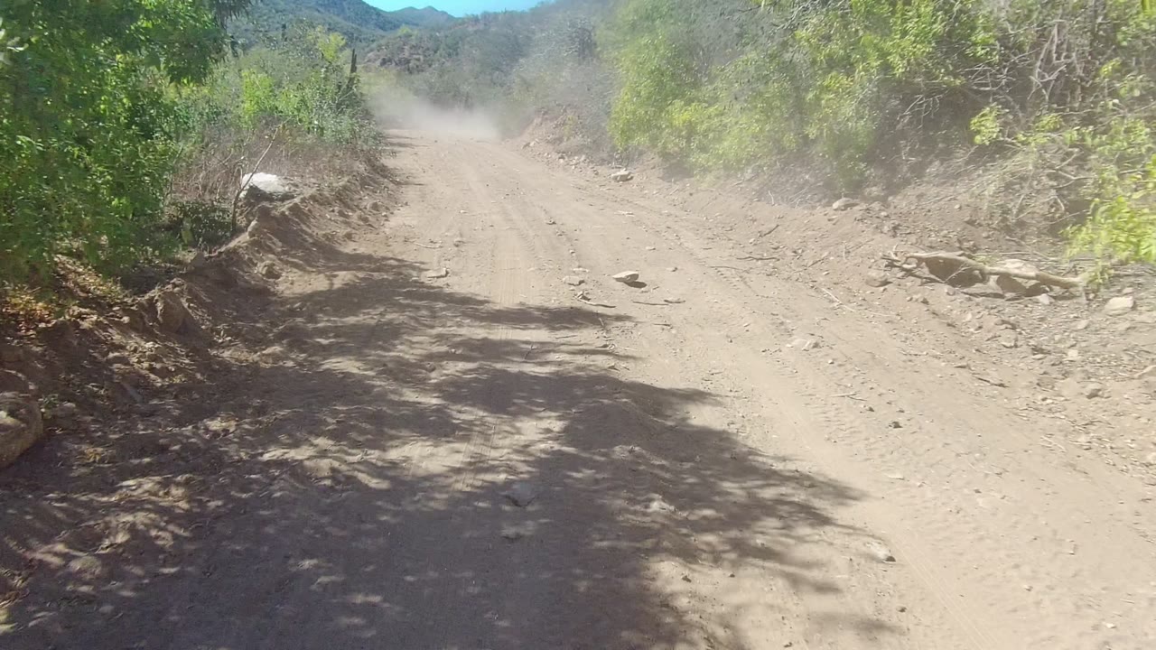A dusty dirt road in Los Cabos runs between green roadside trees toward distant hills under bright sun, with no visible people.