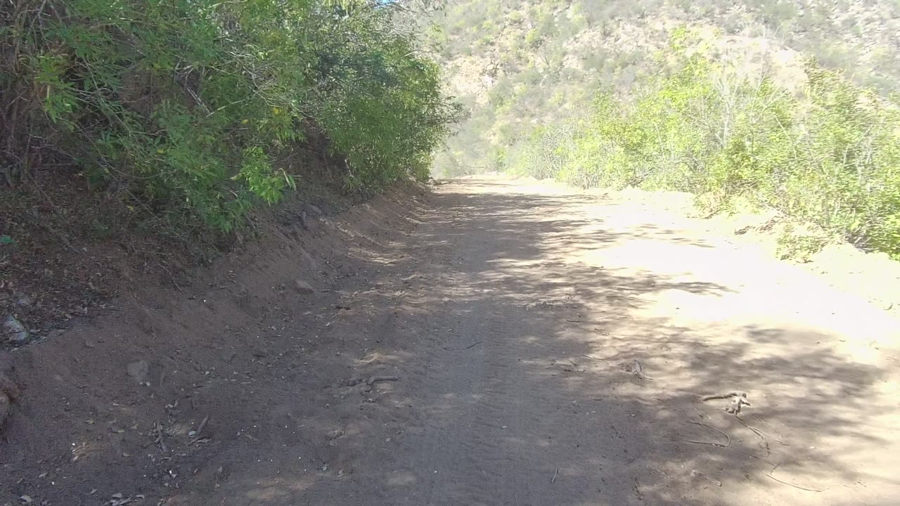 Unpaved road running forward with dense green vegetation on both sides.