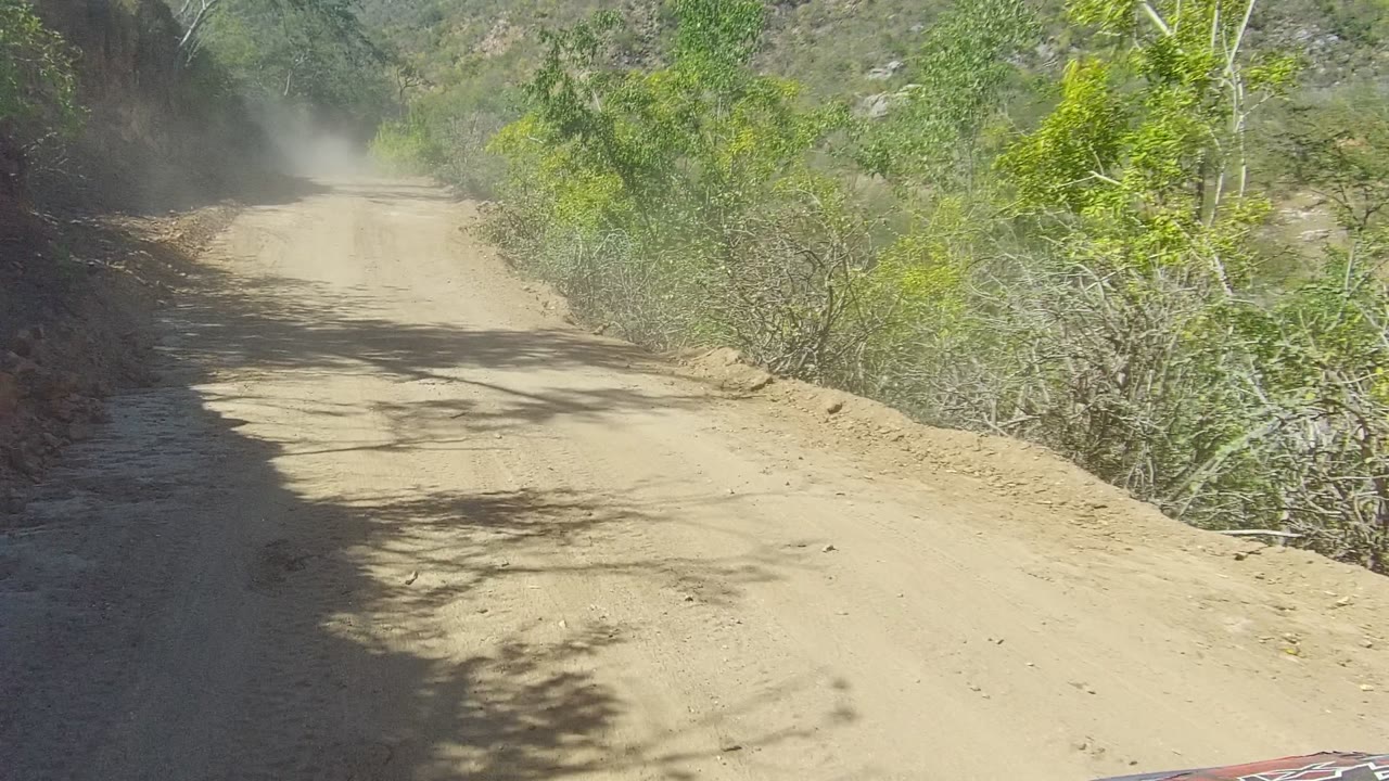 A pale dirt road in Los Cabos runs toward a dust cloud ahead, bordered by dense shrubs and small trees, with no visible people.