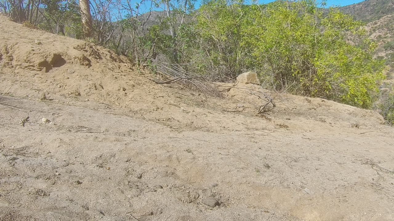 A small animal is visible on pale sandy terrain below dry brush and green shrubs in Los Cabos, Baja California Sur, with no visible people.