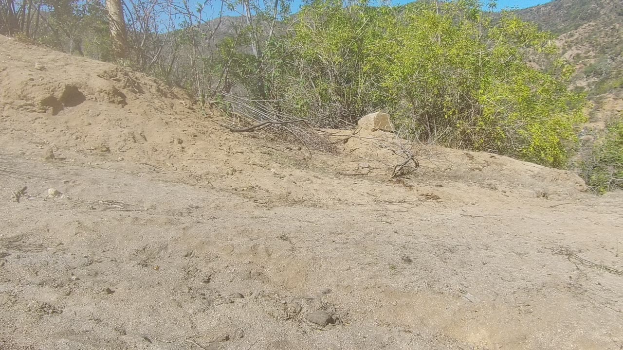 Sandy hillside with shrubs and dry branches