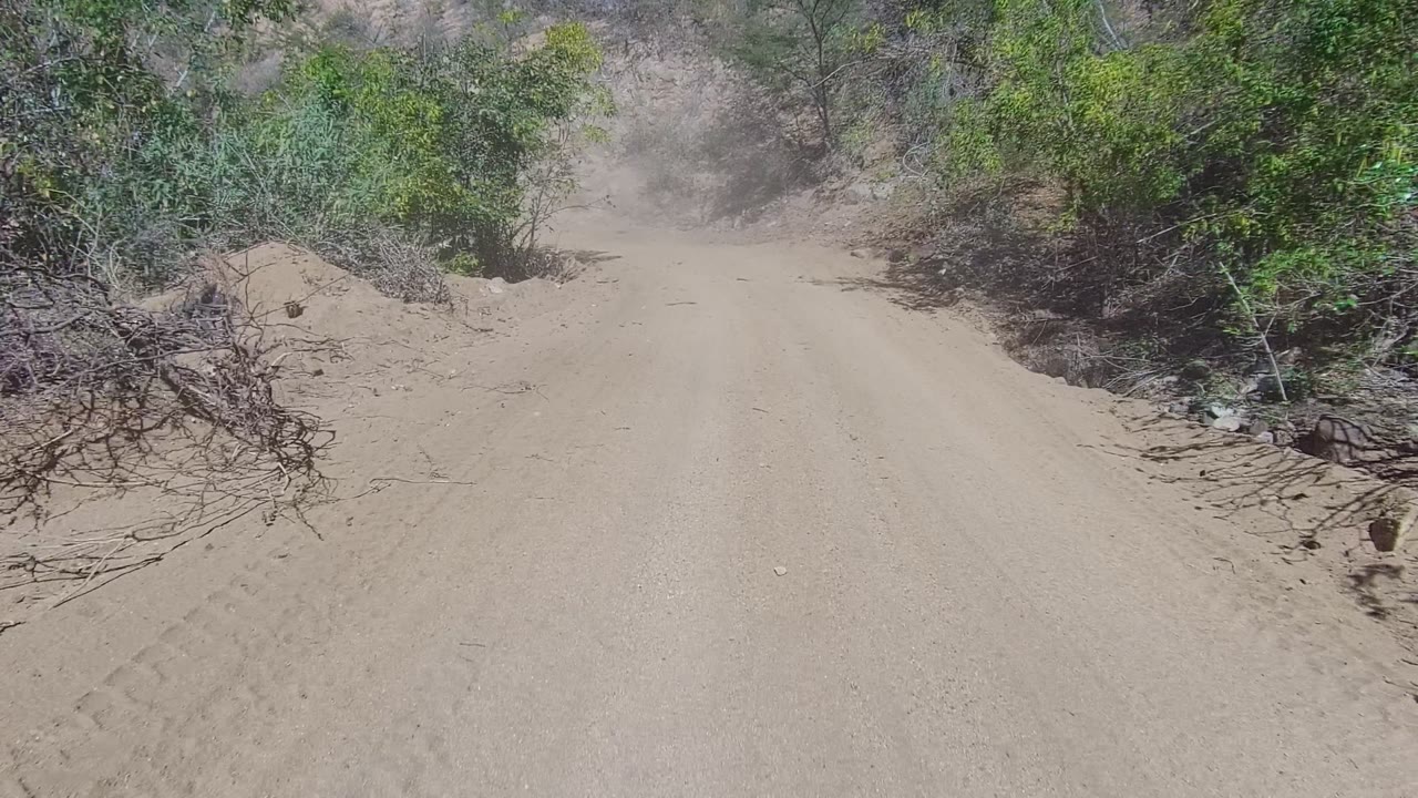 Unpaved road curving past desert shrubs