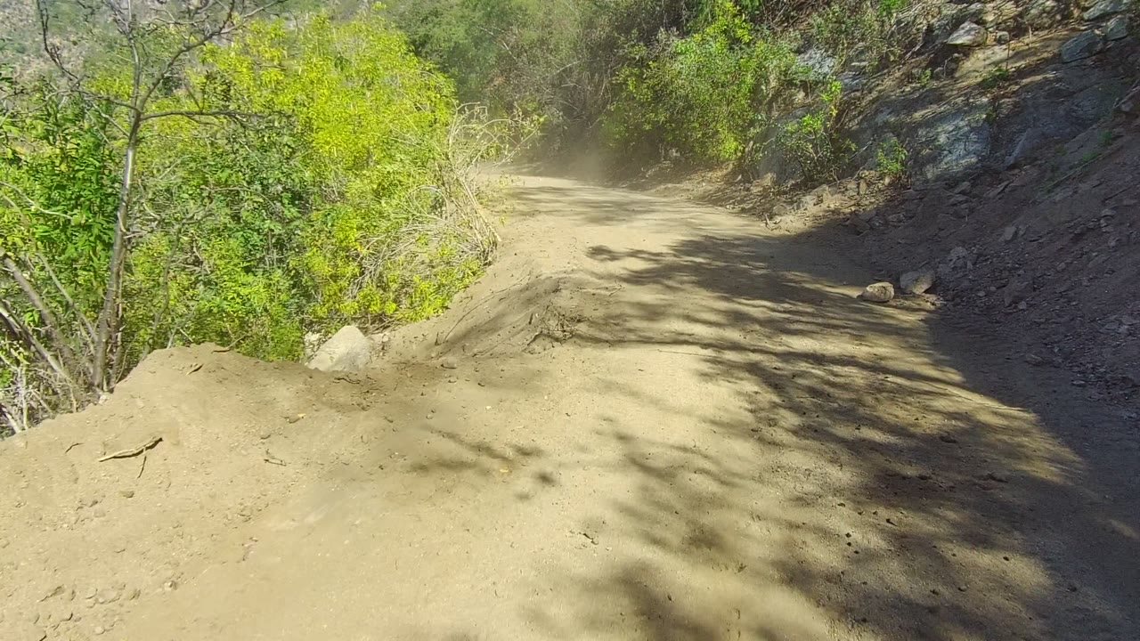 Dust cloud ahead on a narrow dirt road lined with trees.