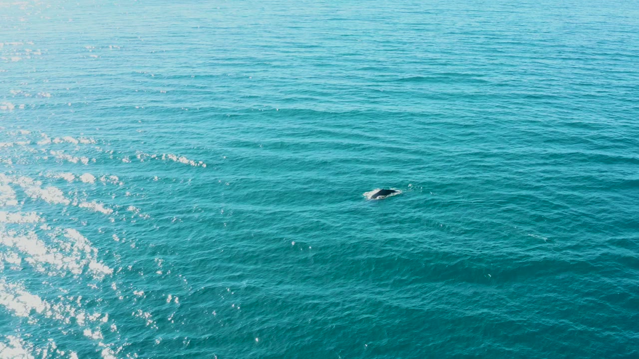 At El Tule Los Cabos, Baja California Sur, a small dark whale back breaks the turquoise ocean surface amid bright sun glints, with no visible people.