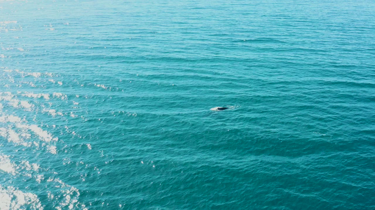 Dark whale shape near the surface in open blue-green water.