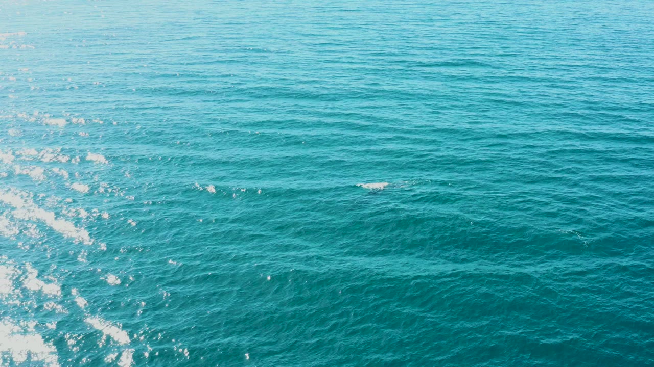 At El Tule Los Cabos, Baja California Sur, the whale is barely visible below or at the surface as rippled turquoise water and sun reflections fill the frame, with no visible people.