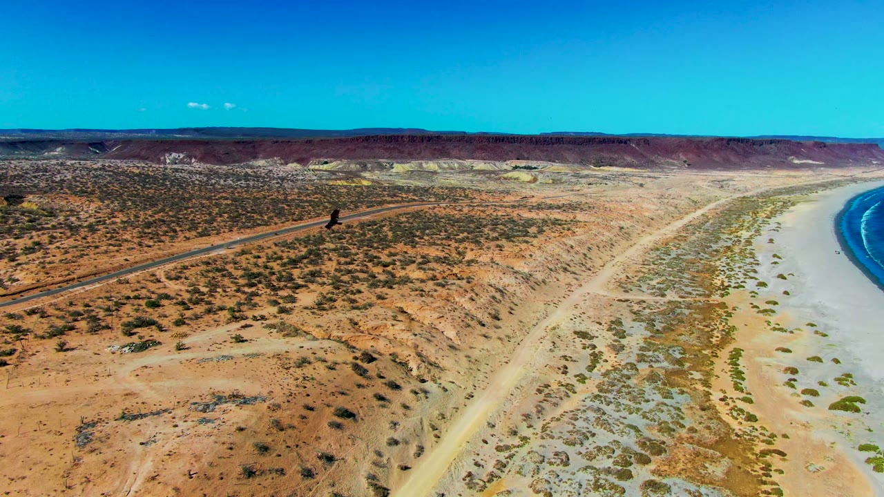 A dark eagle flies near the left side of a high aerial view over San Juanico desert, with a narrow road, pale beach flats, blue water on the right edge, distant hills, and no visible people.