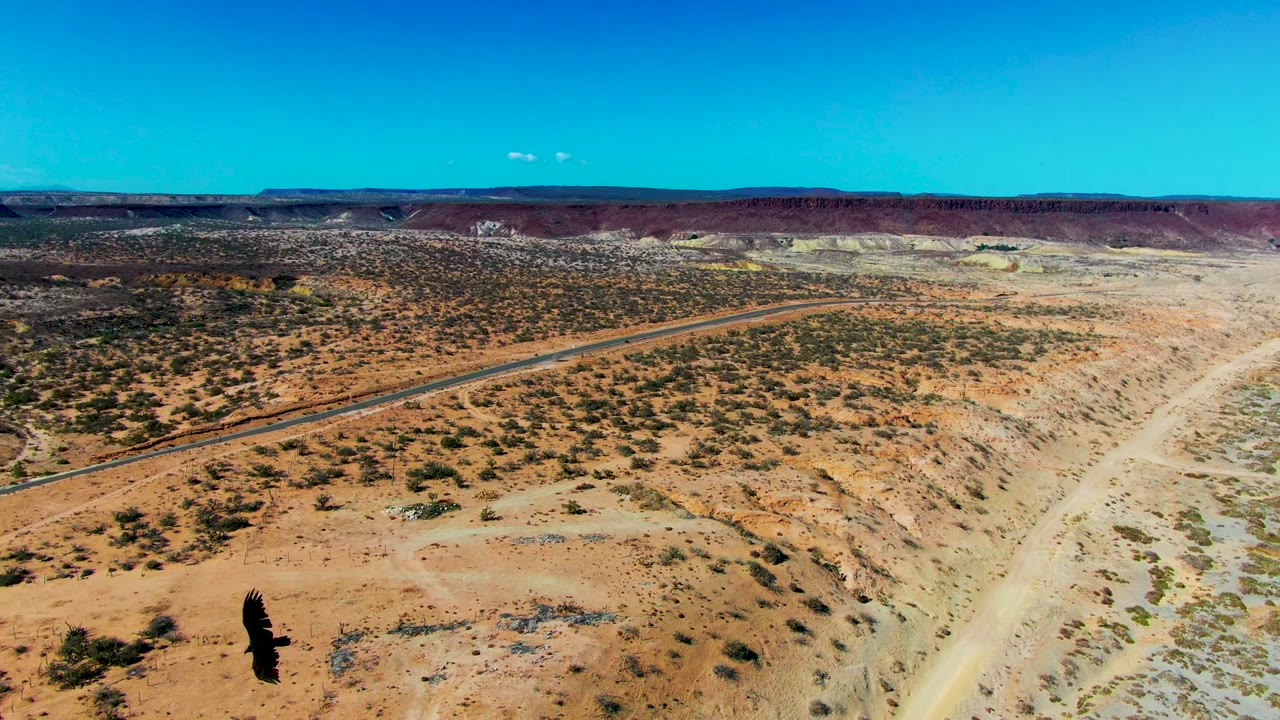 The eagle is near the right side of the San Juanico frame above a tan desert slope, with the straight road in the midground, pale beach wash on the right, scrub patches, distant mesas, and no visible people.