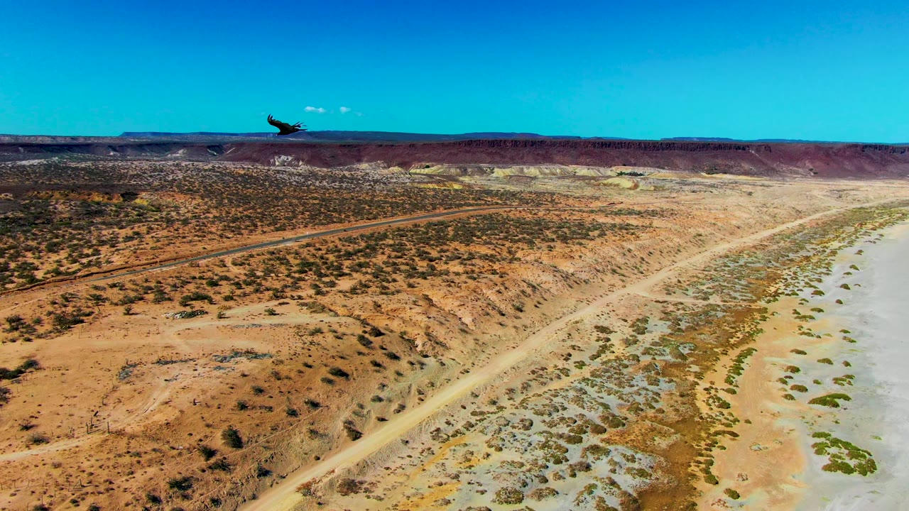 Bird high above scrubby desert and pale shoreline near the ocean.