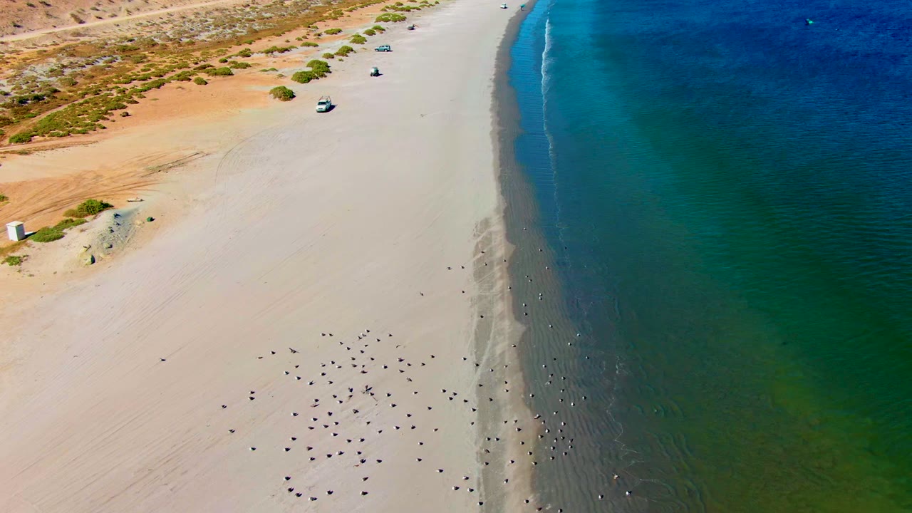 Drone view of curved beach with vehicles on sand and a band of shallow water along the shore.