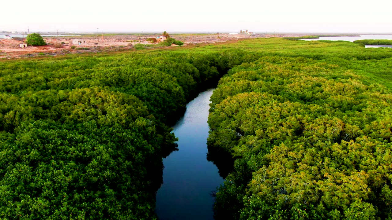 Aerial view in San Carlos, Baja California Sur, showing a dark narrow river cutting through dense green vegetation with low scrubland and small distant structures beyond, no visible people.