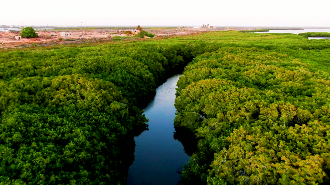 Drone view over green tree canopy with a dark river channel.
