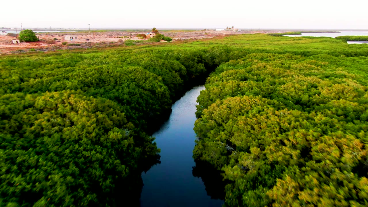 Aerial frame from San Carlos, Baja California Sur, with a dark-blue river bend between dense trees, lighter green vegetation to the right, and a low flat horizon in the distance, no visible people.