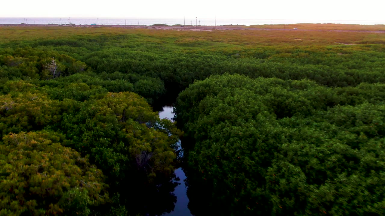 Aerial frame over dense green canopy and narrow dark water channels in San Carlos, Baja California Sur, with a flat distant horizon and no visible people.