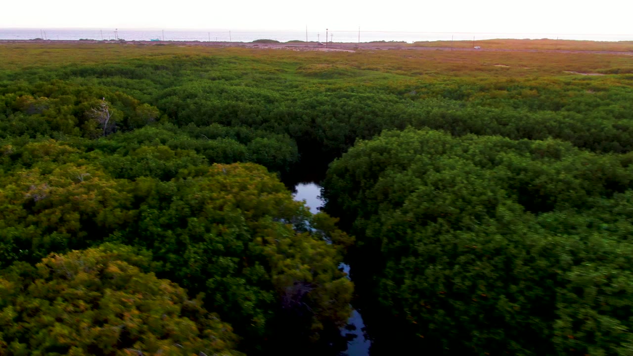 Dense treetops surround a narrow winding waterway seen from above.