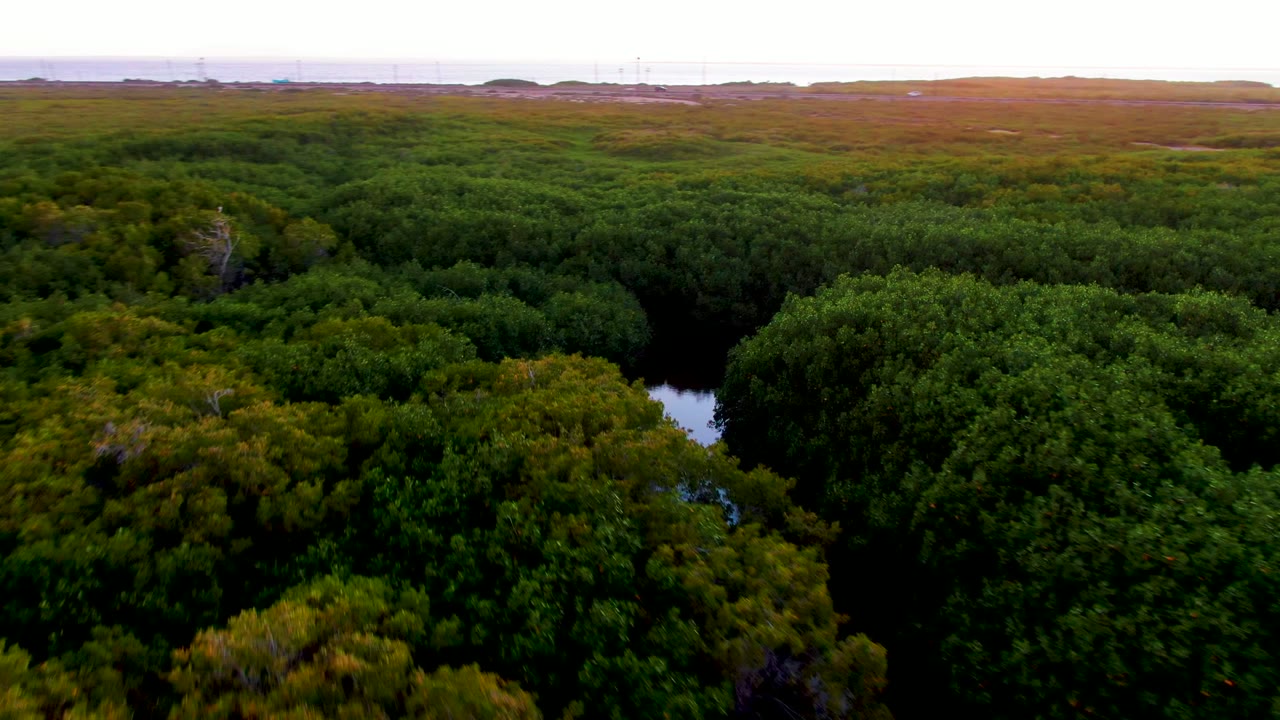 Aerial frame from San Carlos, Baja California Sur, showing broad green forest canopy with small dark water openings and no visible people.