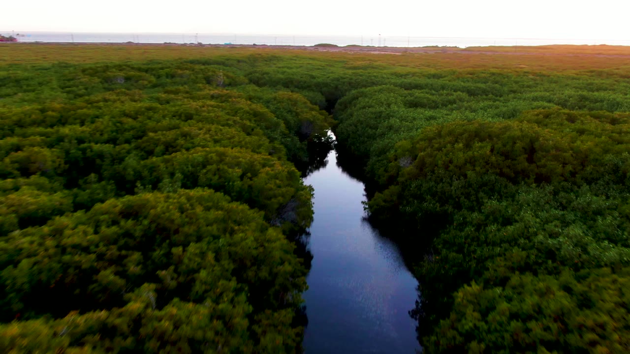 Aerial view in San Carlos, Baja California Sur, Mexico, with a dark narrow river running between dense green canopy and no visible people.