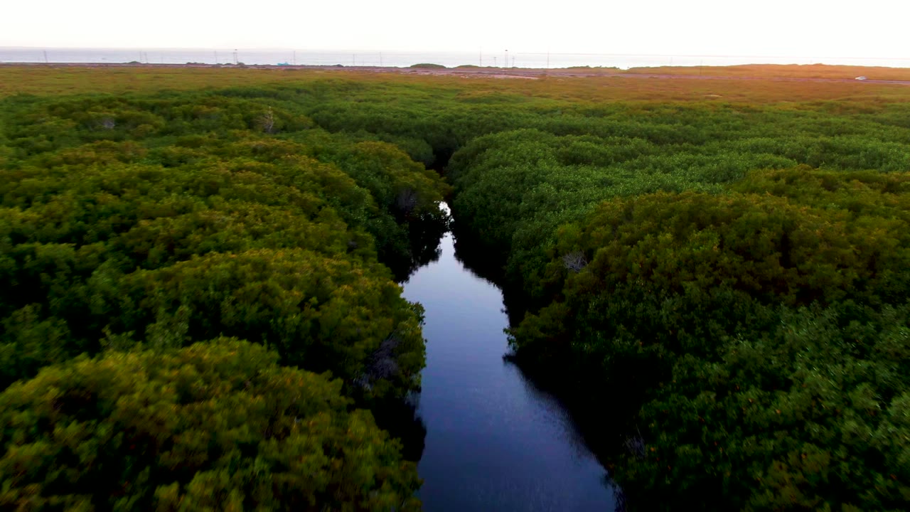 Dark waterway curves through thick green vegetation under soft light.
