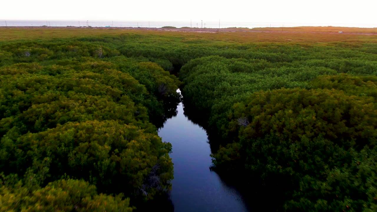 Aerial view in San Carlos, Baja California Sur, Mexico, with reflective dark water bordered by rounded green canopy and no visible people.