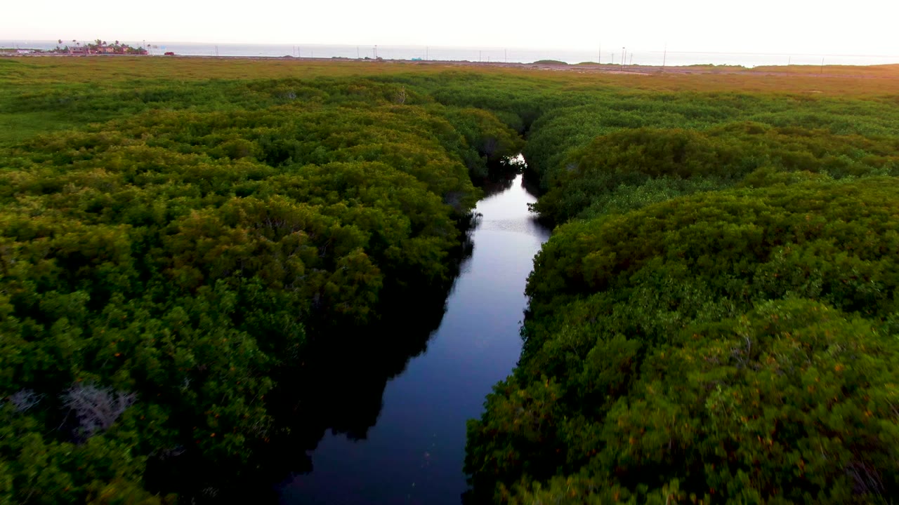 Aerial view in San Carlos, Baja California Sur, showing a dark river channel bordered by thick green canopy, with open land and a pale horizon beyond and no visible people.