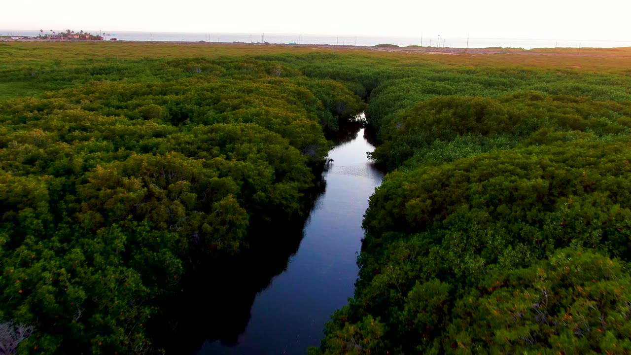 Dark waterway running through thick green forest canopy.