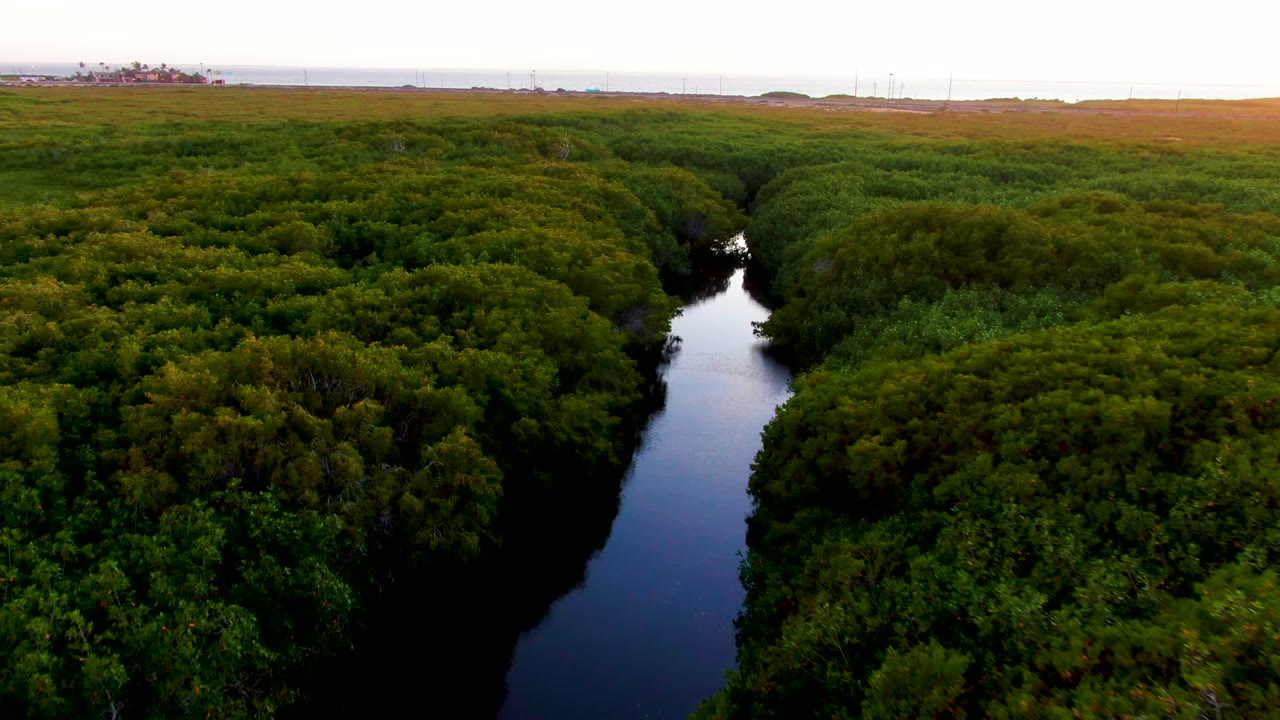 Aerial frame from San Carlos, Baja California Sur, showing the river narrowing between heavy green vegetation, with scrubland and faint distant development along the horizon and no visible people.