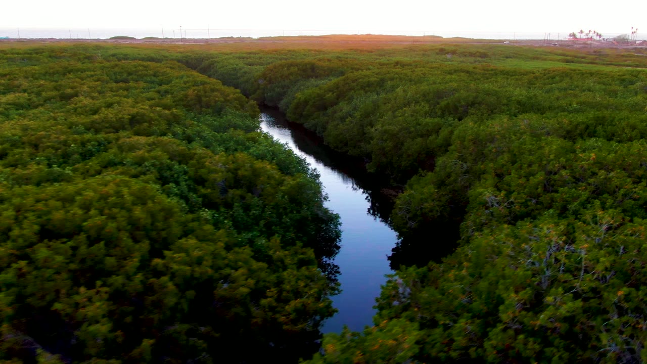 Aerial view in San Carlos, Baja California Sur, looking over a dark river channel bordered by dense green canopy, with no visible people.