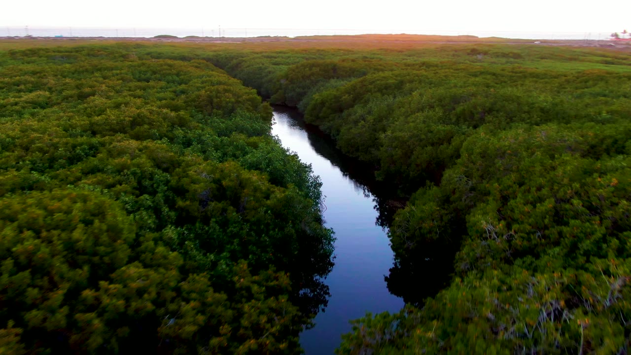 River bend cutting through thick green forest canopy.