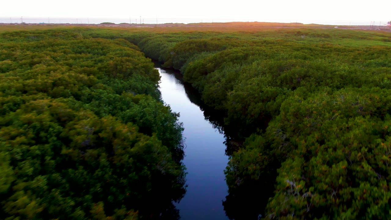 The San Carlos river channel reflects the pale sky while dense green trees crowd both banks and distant structures sit faintly on the horizon, with no visible people.