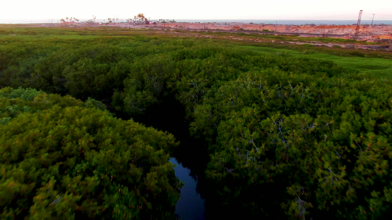 Aerial view in San Carlos, Baja California Sur, showing dense green treetops, a dark river opening near the lower left, pale open land, distant industrial structures, and no visible people.