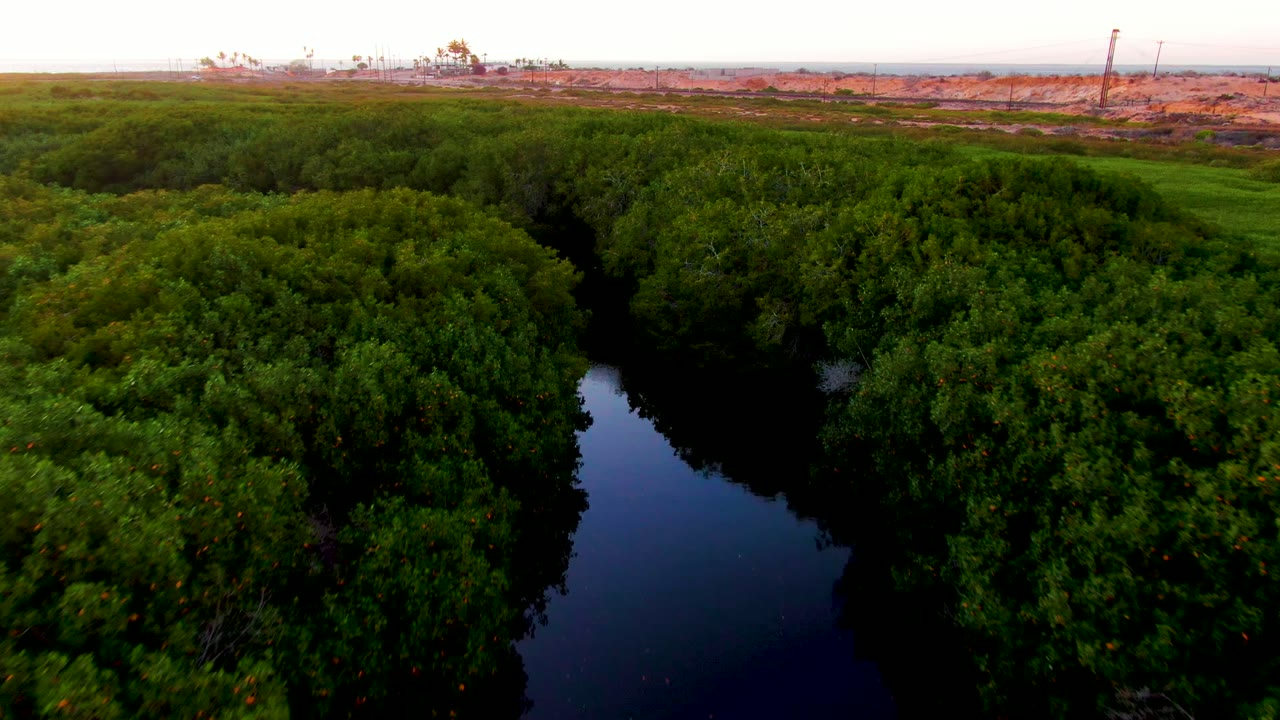 Aerial view in San Carlos, Baja California Sur, where rounded green treetops frame a narrow winding river, with exposed reddish land and slender vertical structures on the horizon, and no visible people.