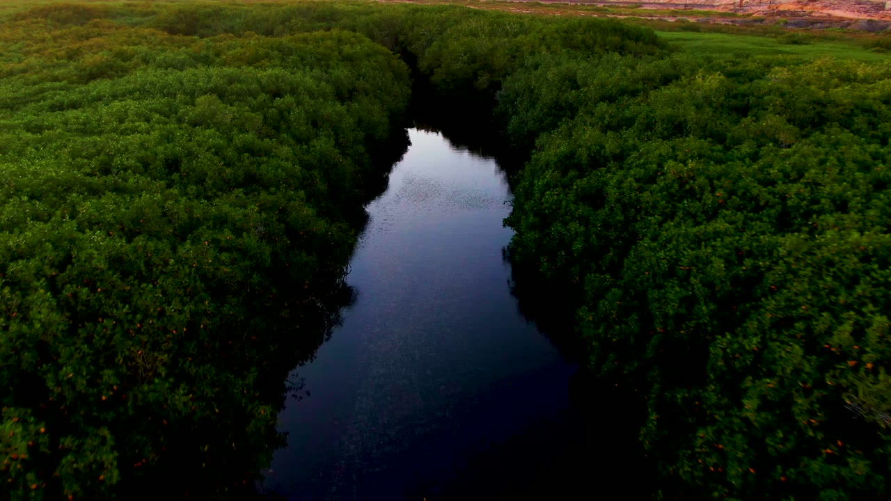 Aerial view in San Carlos, Baja California Sur of a dark river channel cutting through dense green canopy, with no visible people.