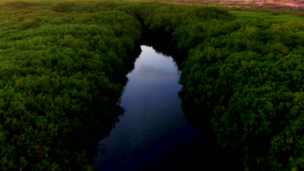 Aerial frame over San Carlos, Baja California Sur showing the river curve slightly farther along between continuous green treetops, with no visible people.