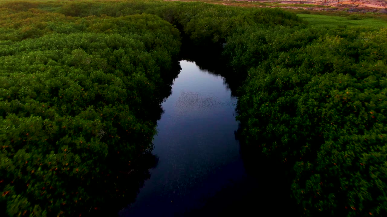 Aerial view in San Carlos, Baja California Sur with the river narrowing visually between heavy foliage and a warm strip of distant land at the top, with no visible people.