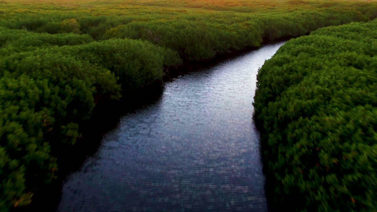 Aerial frame over San Carlos, Baja California Sur showing a dark winding river bordered by dense green canopy, with no visible people.