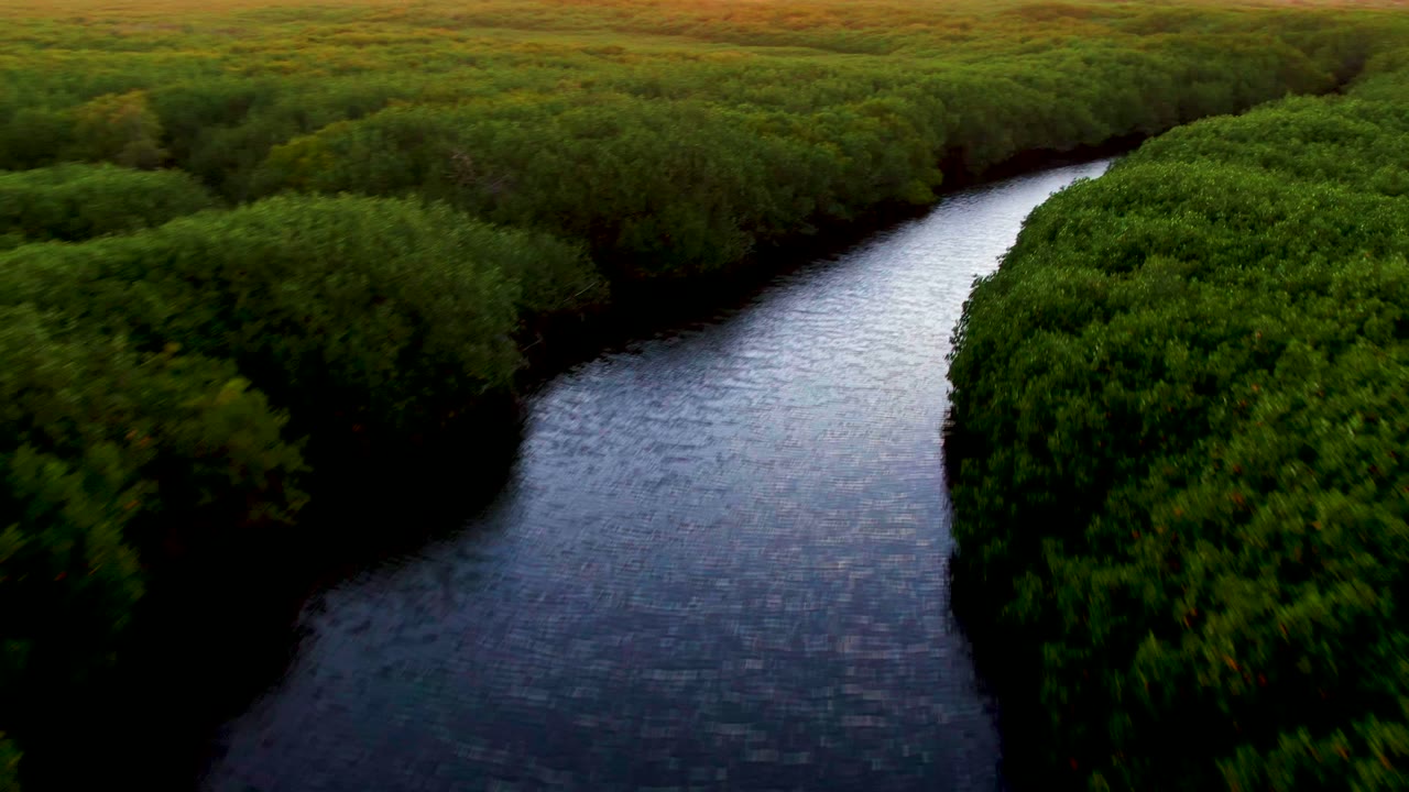 River bend running through lush forest canopy.