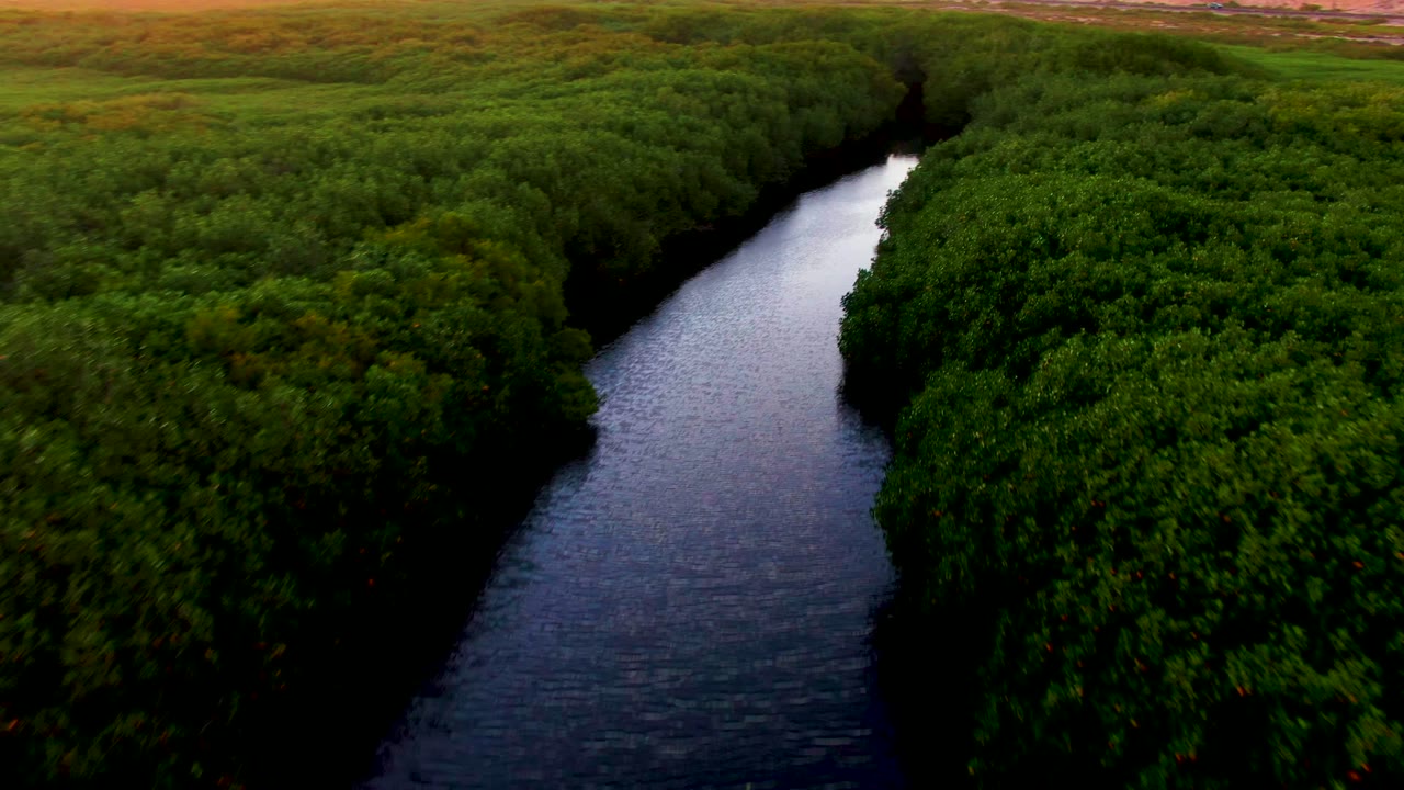 Opening aerial frame in San Carlos, Baja California Sur, showing a dark reflective river running between dense green canopy with no visible people.