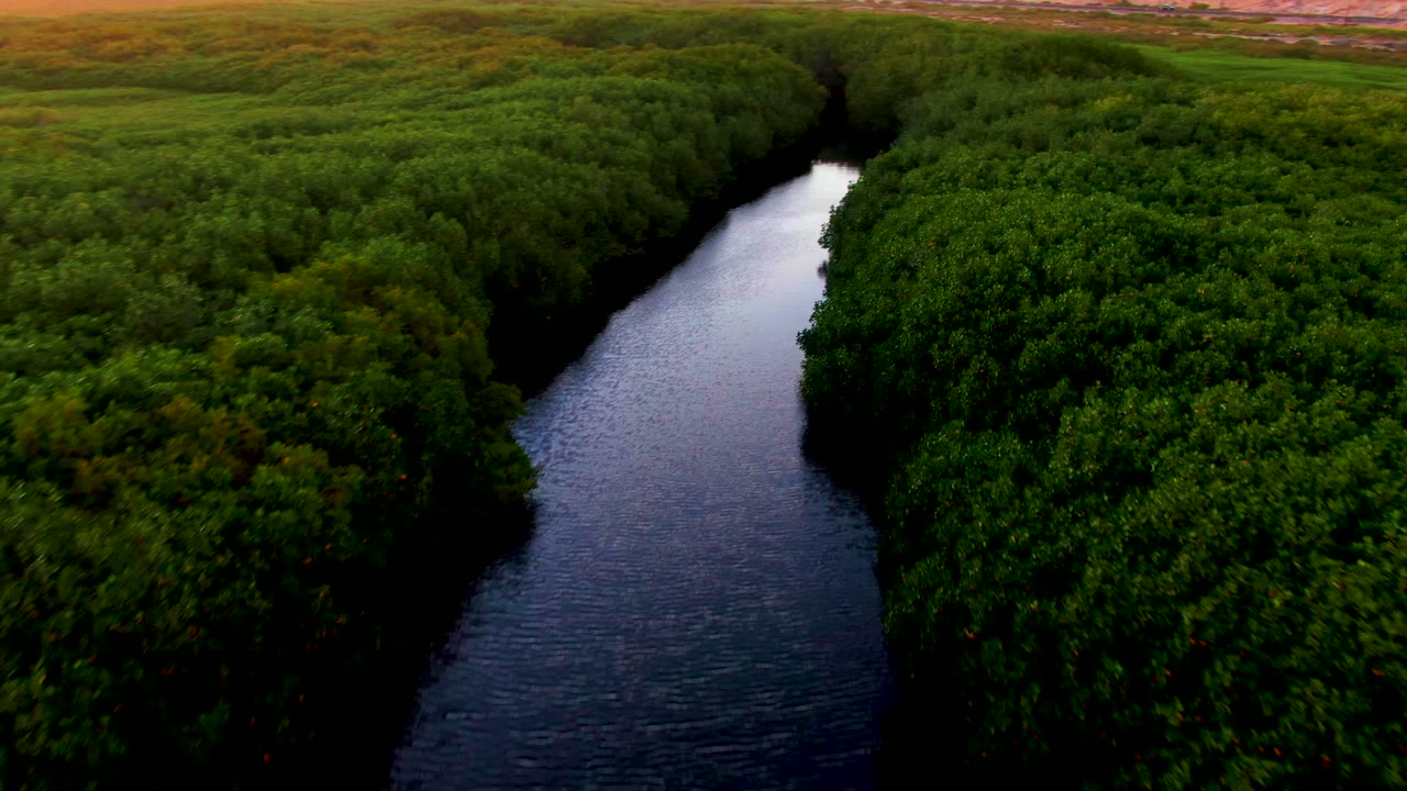 Curving water channel bordered by thick green trees.