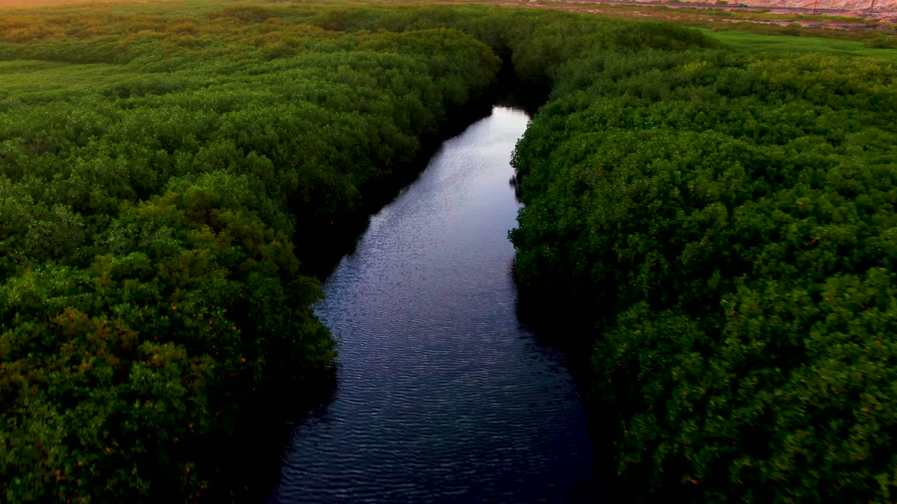 Aerial frame in San Carlos, Baja California Sur, showing reflective dark water tapering into the distance between thick green trees, with no visible people.