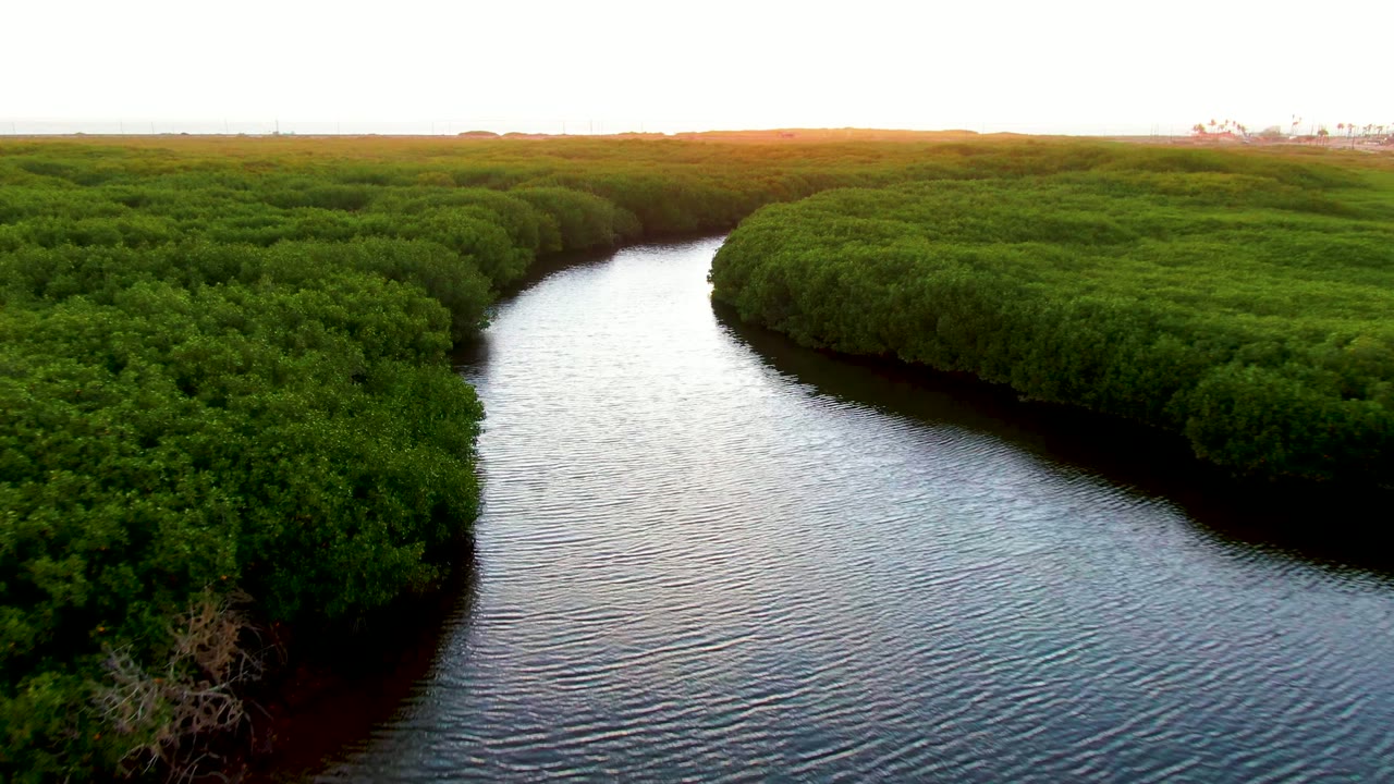 Aerial view in San Carlos, Baja California Sur, with a rippled river bending between dense green mangroves and no visible people.