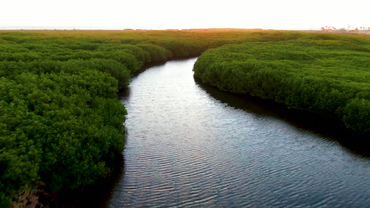 A curved mangrove-lined river with rippled water filling the center of frame.
