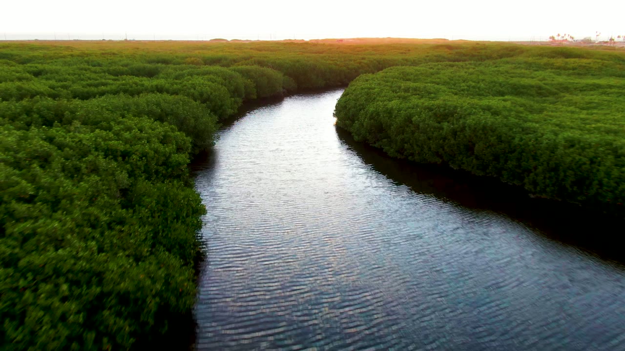Aerial view in San Carlos, Baja California Sur, showing rippled water flanked by thick green mangroves and a bright low horizon, with no visible people.
