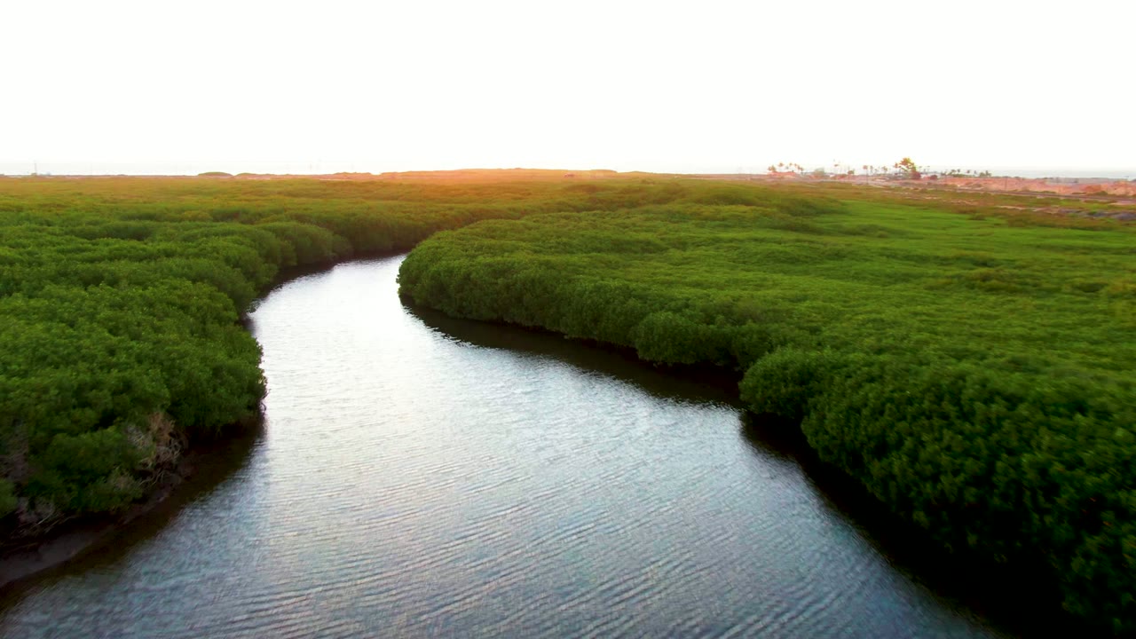 Aerial view in San Carlos, Baja California Sur, showing a winding pale river between dense green wetland vegetation with no visible people.