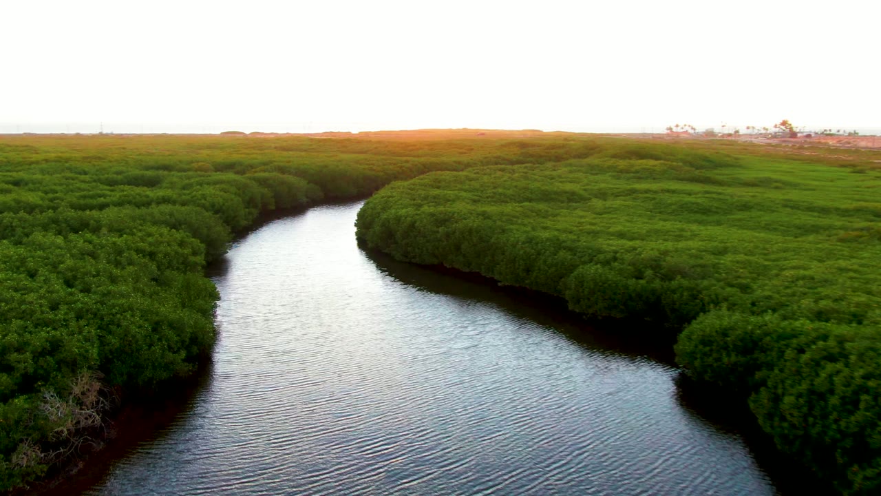 Aerial view of the San Carlos, Baja California Sur wetland, with reflective water at left and dense greenery across the middle ground, no visible people.