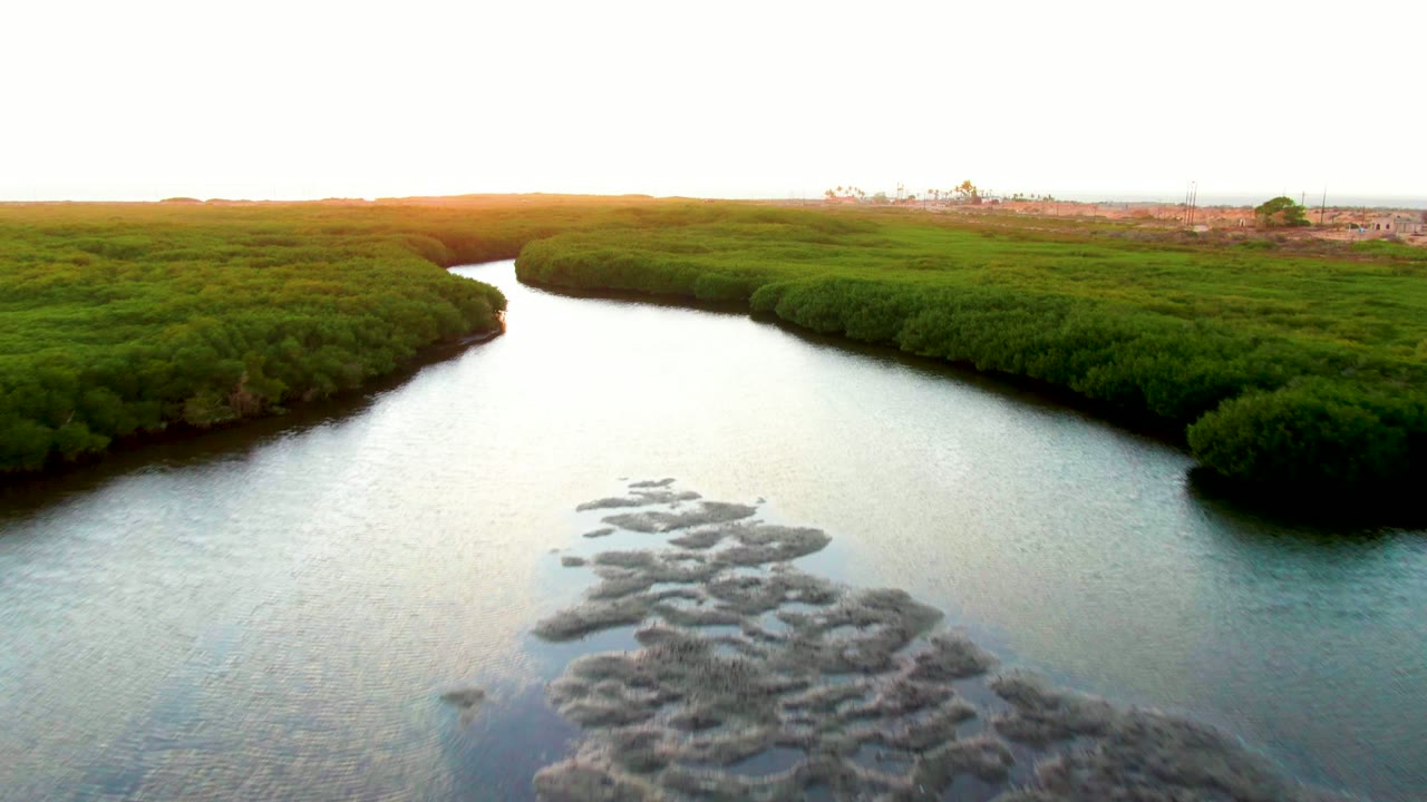 Aerial view over a San Carlos, Baja California Sur mangrove waterway, with floating debris clustered in the foreground water and no visible people.