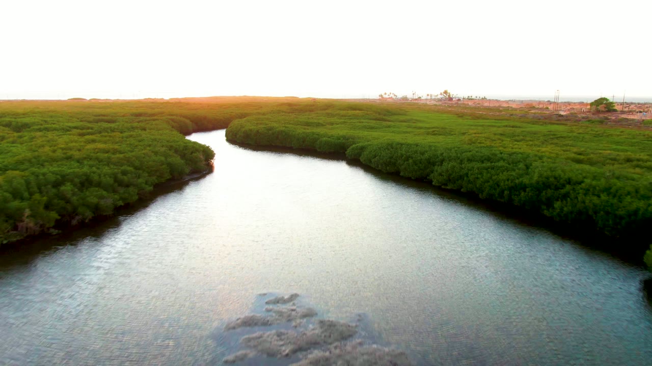 Aerial view in San Carlos, Baja California Sur with mangroves forming a broad island shape beside pale reflective water, and no visible people.