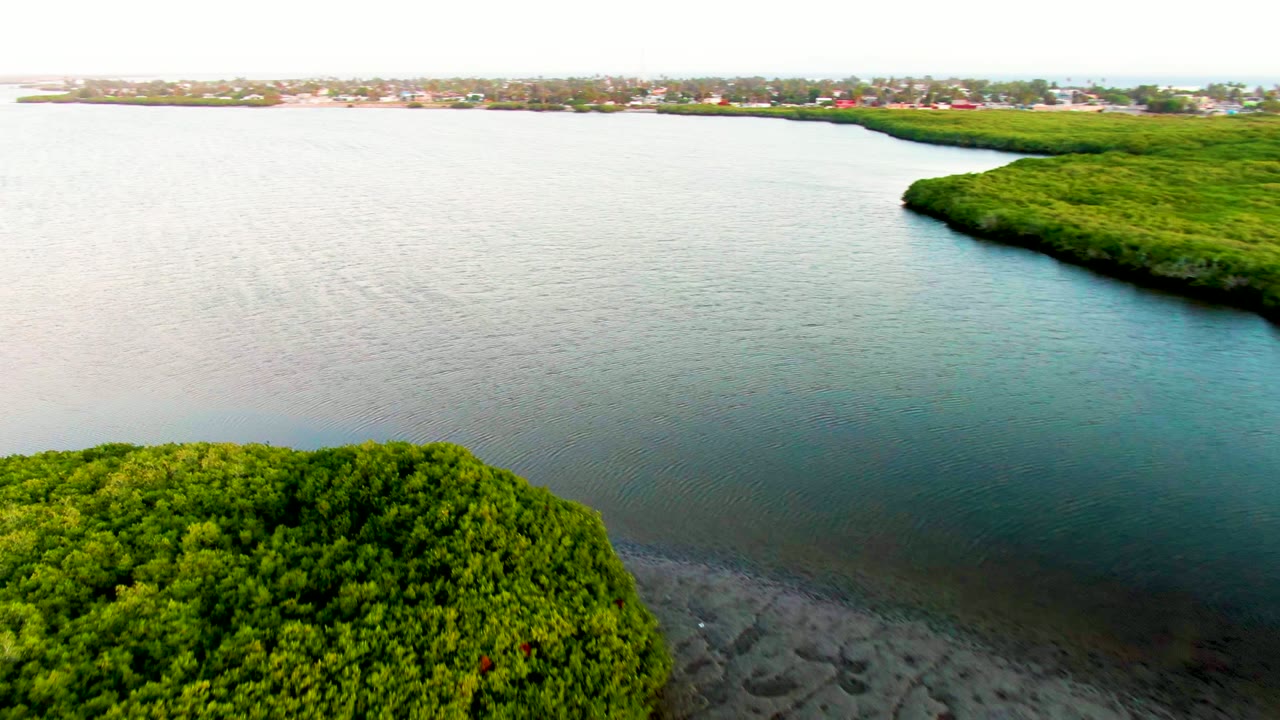 Mangrove foreground beside calm water with distant shoreline buildings.