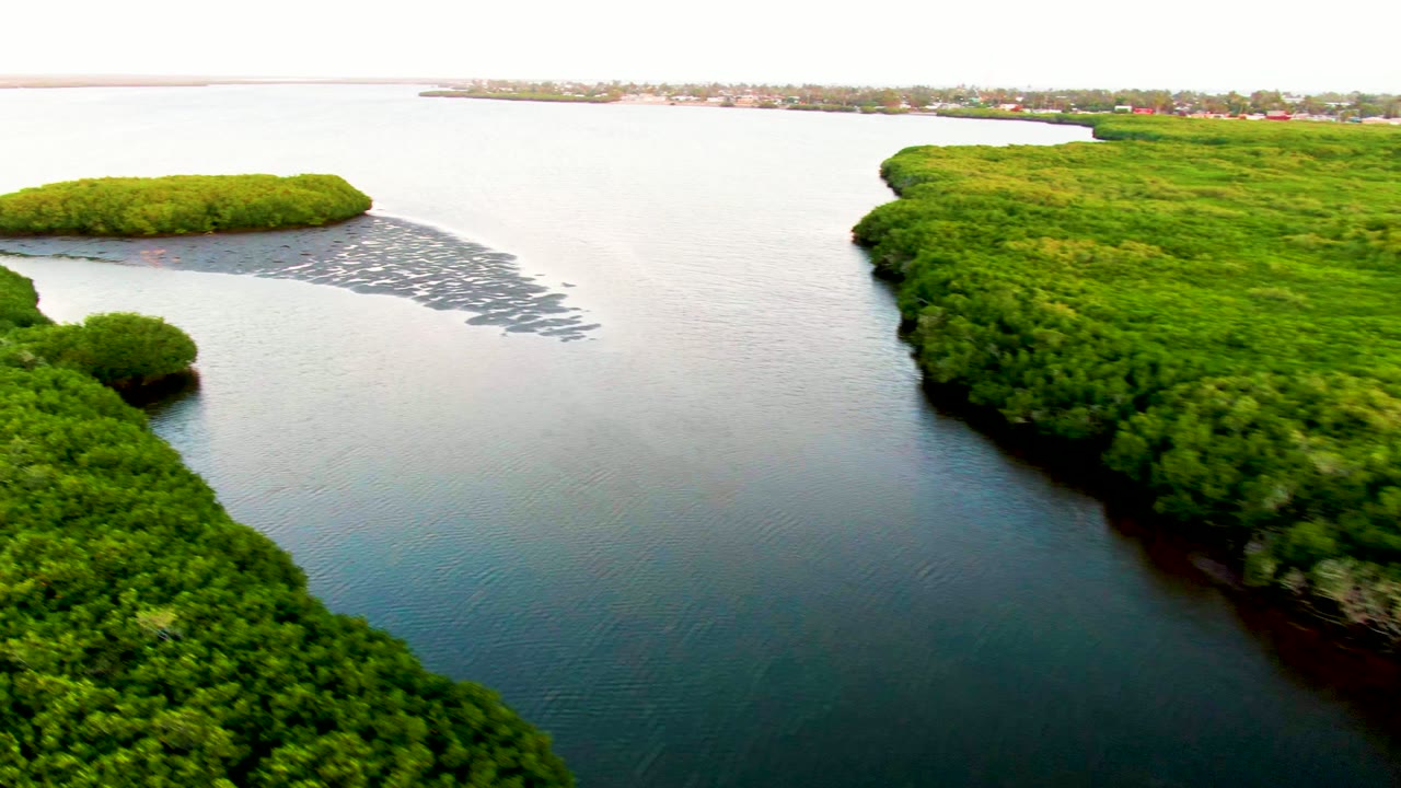 Aerial frame over San Carlos, Baja California Sur, showing dense green mangroves around dark water and a pale debris band near the upper left, with no visible people.