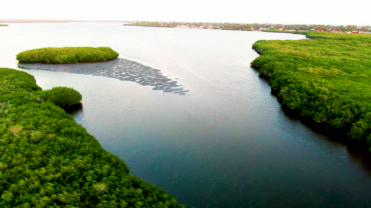 Drone view of a green mangrove point beside calm water and a debris streak.